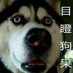 吃瓜界的杠把子,揭秘娱乐圈风云人物背后的故事