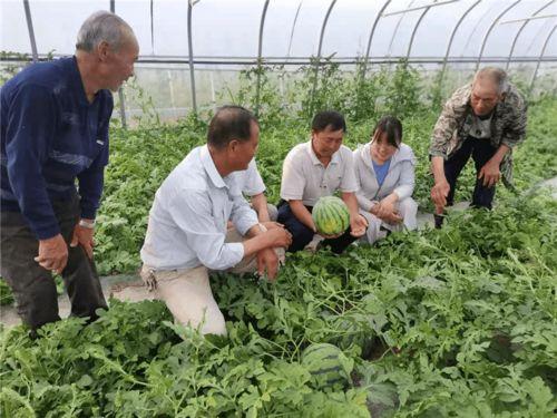 羊山镇社区吃瓜,共享欢乐时光