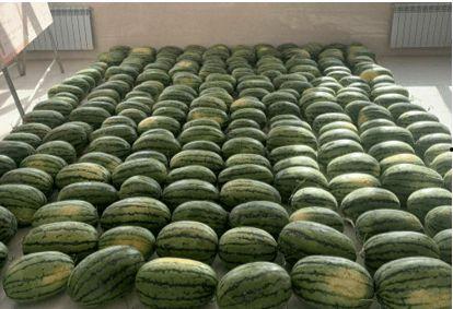 长春学校吃瓜,揭秘校园里的那些“秘密”