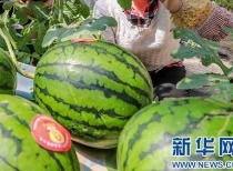 东方二小姐吃瓜