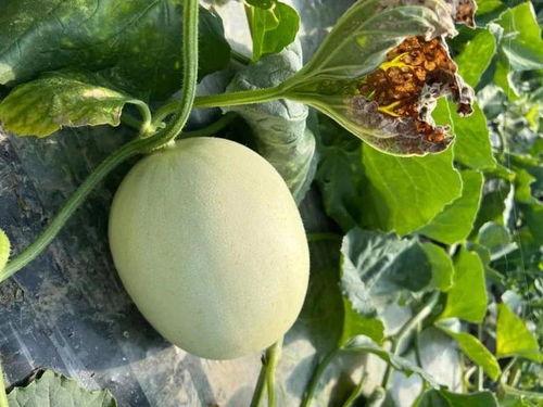 吃甜蜜瓜视频大全,尽享夏日清凉美味瞬间