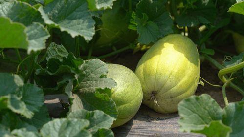 吃甜蜜瓜视频大全,尽享夏日清凉美味瞬间