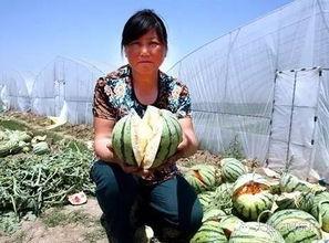 放心吃瓜部落,揭秘网络舆论场的趣味与真相