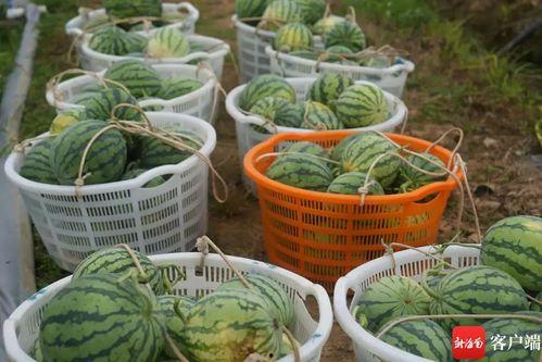 放心吃瓜部落,揭秘网络舆论场的趣味与真相