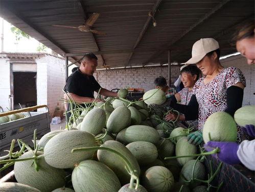 辛集吃瓜视频,揭秘当地美食文化盛宴