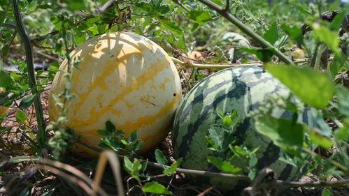 辛集吃瓜视频,揭秘当地美食文化盛宴