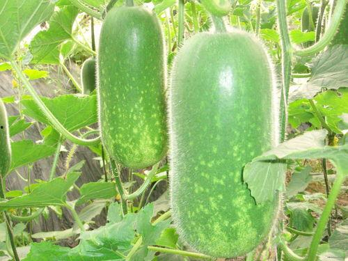 梦见我分瓜吃瓜啥意思啊