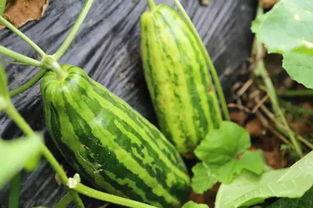 梦见我分瓜吃瓜啥意思啊