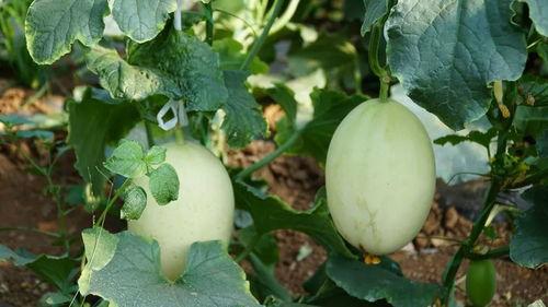 瓜姐带你吃瓜,瓜姐带你领略娱乐圈的甜蜜与苦涩