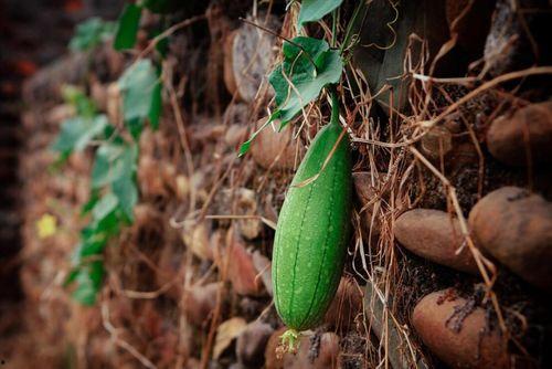 吃瓜的瓜指的是什么,一词背后的文化内涵