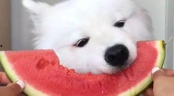 萨摩耶在农村吃瓜,萌态十足引网友热议