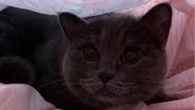 吃瓜小猫猫,揭秘娱乐圈的幕后故事