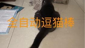 吃瓜小猫猫,揭秘娱乐圈的幕后故事
