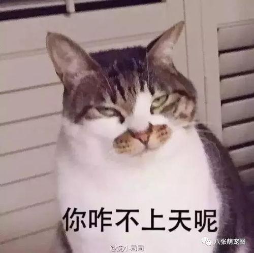 吃瓜土猫,揭秘网络红猫的趣味生活