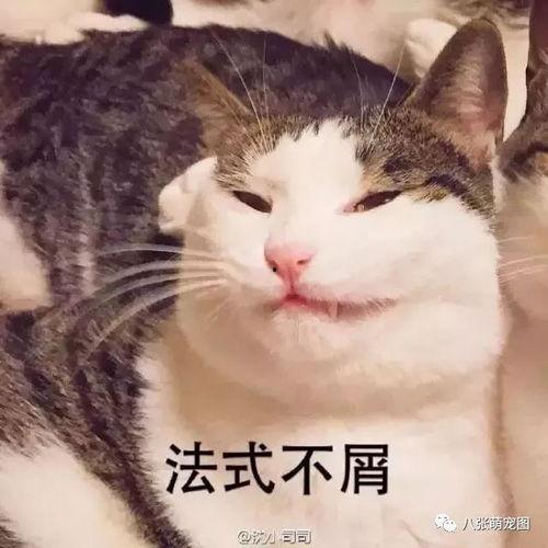 吃瓜土猫,揭秘网络红猫的趣味生活