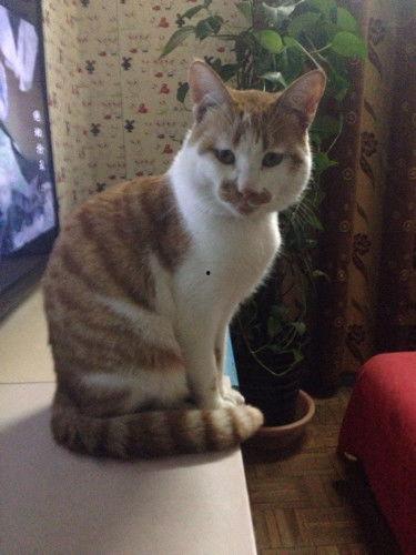 吃瓜土猫,揭秘网络红猫的趣味生活