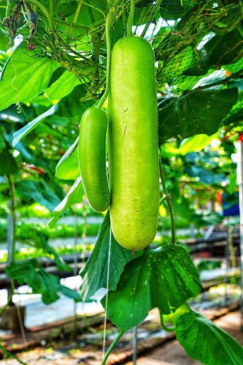 苦味瓜可以吃吗,揭秘其可食用之谜