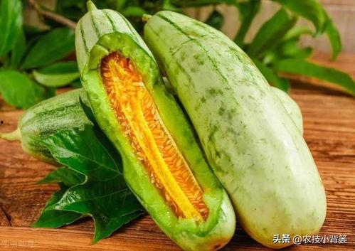 苦味瓜可以吃吗,揭秘其可食用之谜