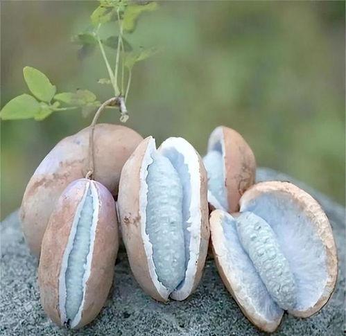 八月瓜熟吃,品味自然馈赠的甘甜美味