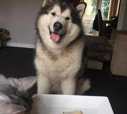 阿猪吃瓜,揭秘娱乐圈那些不为人知的幕后故事