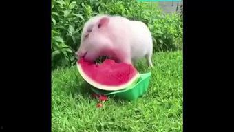 阿猪吃瓜,揭秘娱乐圈那些不为人知的幕后故事