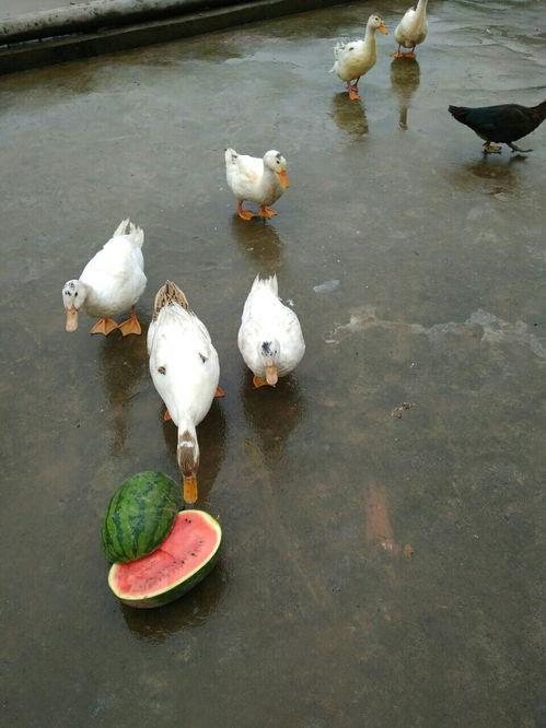 吃瓜鸭小号,网络红人的幕后故事