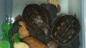 吃瓜鸭小号,网络红人的幕后故事