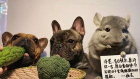 吃瓜的阿呆,揭秘娱乐圈幕后故事