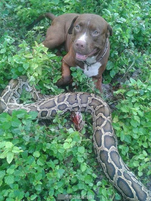 瓜牛哥吃鸡,一场别开生面的冒险之旅