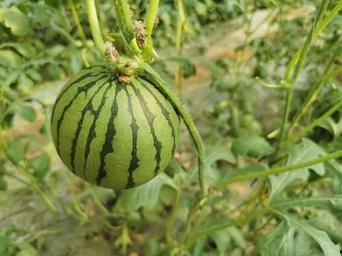 红瓜是什么怎么吃,红瓜的多样吃法与营养解析