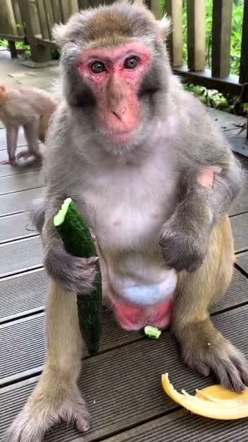 猴子吃瓜穿刺,揭秘热带雨林中的趣味生态现象