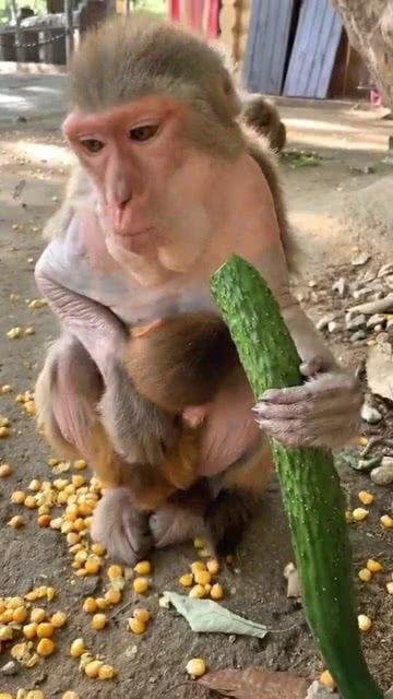 猴子吃瓜穿刺,揭秘热带雨林中的趣味生态现象