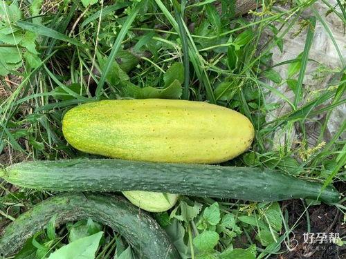 吃瓜婆,一场关于八卦与真相的较量