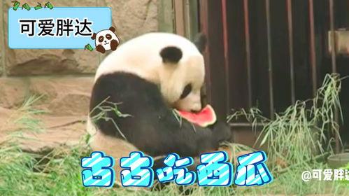 粉色熊猫头吃瓜,瓜果飘香夏日乐翻天
