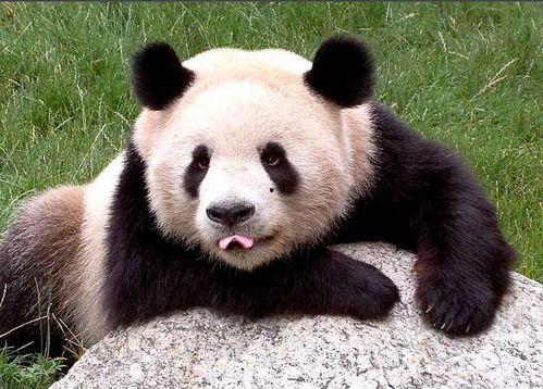 粉色熊猫头吃瓜,瓜果飘香夏日乐翻天