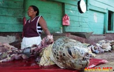 尼加拉瓜吃海龟怎么吃,探索海龟美食的独特魅力