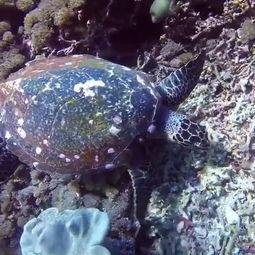 尼加拉瓜吃海龟怎么吃,探索海龟美食的独特魅力