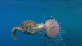 尼加拉瓜吃海龟怎么吃,探索海龟美食的独特魅力