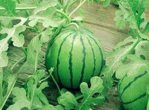 51吃瓜河北邯郸,揭秘河北邯郸的那些事儿