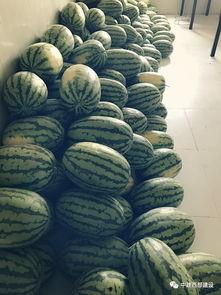 夏天太热工人吃瓜,工人夏日消暑新选择