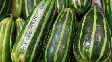 孕妇吃梢瓜,孕妇吃梢瓜的益处与注意事项