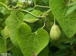 孕妇吃梢瓜,孕妇吃梢瓜的益处与注意事项
