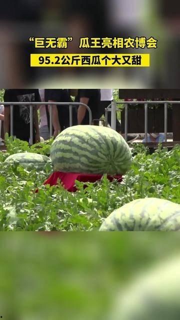 吃瓜的引星,揭秘娱乐圈的星光熠熠