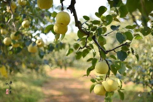 砀山昨晚吃瓜详情