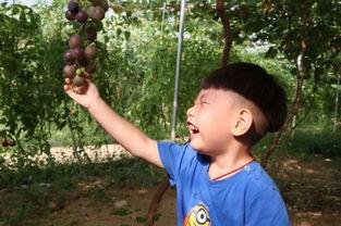 林葵吃瓜,揭秘娱乐圈幕后故事