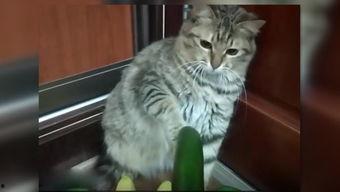 小猫有趣吃瓜姿势,萌态百出，萌化人心