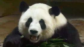 囡囡吃瓜4,揭秘娱乐圈背后的秘密与真相