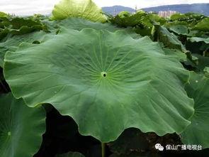 珞河图吃瓜,揭秘网络热图的背后故事