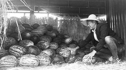 槐荫区吃瓜群众案件,揭秘网络谣言背后的真相