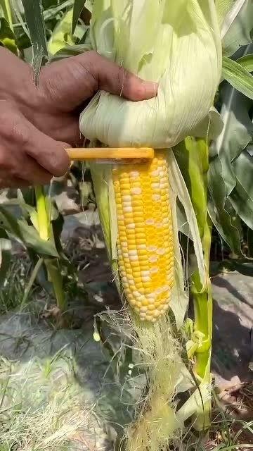 拿着玉米吃瓜
